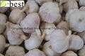  Fresh Garlic