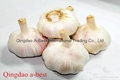  Fresh Garlic 11