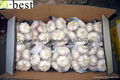  Fresh Garlic 16