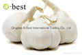 Organic PURE WHITE Fresh Garlic 18