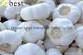 Chinese PURE WHITE Fresh Garlic 4