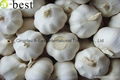 Chinese PURE WHITE Fresh Garlic 7