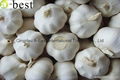 Chinese PURE WHITE Fresh Garlic