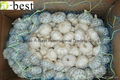 Chinese PURE WHITE Fresh Garlic 8