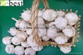 Chinese PURE WHITE Fresh Garlic 9