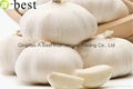 Chinese PURE WHITE Fresh Garlic 16