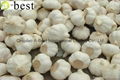 Chinese PURE WHITE Fresh Garlic