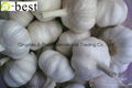 Chinese PURE WHITE Fresh Garlic 19