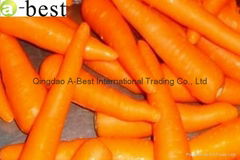 NEW CROPS FRESH CARROT