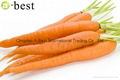 NEW CROPS FRESH CARROT