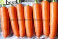 ORGANIC FRESH CARROT 6