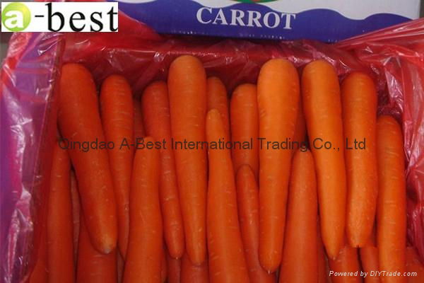 2017 NEW CROPS FRESH CARROT 2