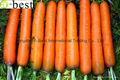 2017 NEW CROPS FRESH CARROT