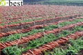 2017 NEW CROPS FRESH CARROT 3