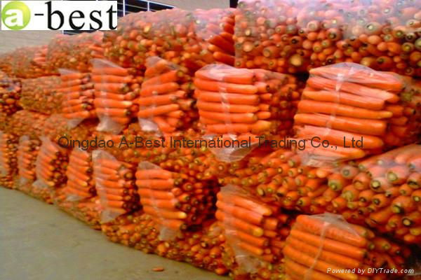 2017 NEW CROPS FRESH CARROT 5