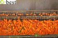 DAUCUS CAROTA （FRESH CARROT）