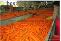 DAUCUS CAROTA （FRESH CARROT） 3