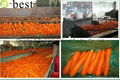 DAUCUS CAROTA （FRESH CARROT） 6