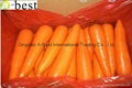 DAUCUS CAROTA （FRESH CARROT） 8