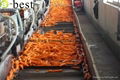 DAUCUS CAROTA （FRESH CARROT） 9