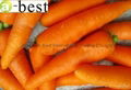 DAUCUS CAROTA （FRESH CARROT） 12