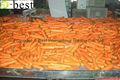 DAUCUS CAROTA （FRESH CARROT） 14