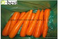 DAUCUS CAROTA （CARROT ) 2