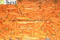 DAUCUS CAROTA （CARROT ) 8