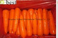 DAUCUS CAROTA （CARROT ) 17