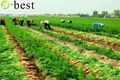 SHANDONG FRESH CARROT 17