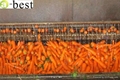 SHANDONG FRESH CARROT 18