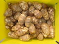 JUMBO TARO  AIR DRIED 2