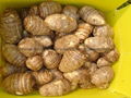 JUMBO TARO  AIR DRIED 6