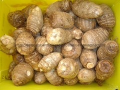 2025 FRESH JUMBO EDDOES