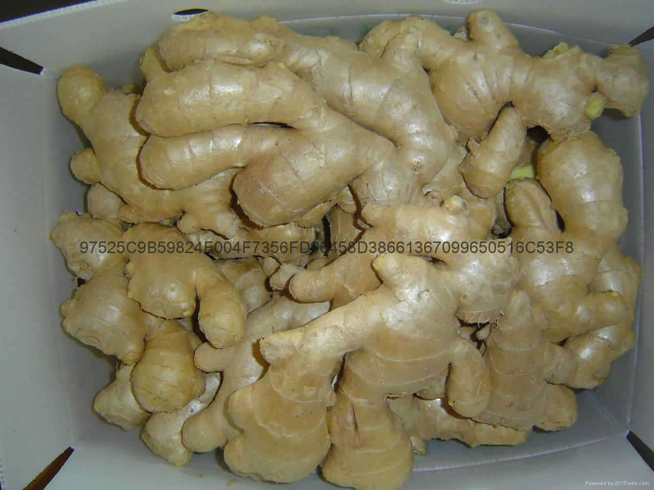 2023 AIR DRIED GINGER 2
