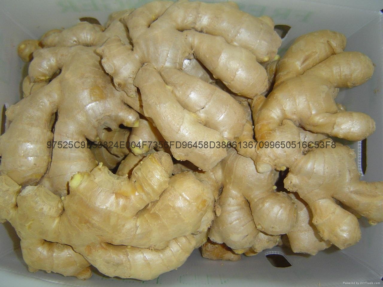 2022 AIR DRIED GINGER