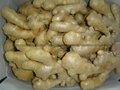 2022 AIR DRIED GINGER 4