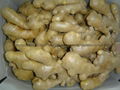 2024 AIR DRIED GINGER 4