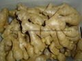 2024 AIR DRIED GINGER 5