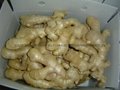 2024 AIR DRIED GINGER 7