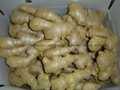2022 AIR DRIED GINGER