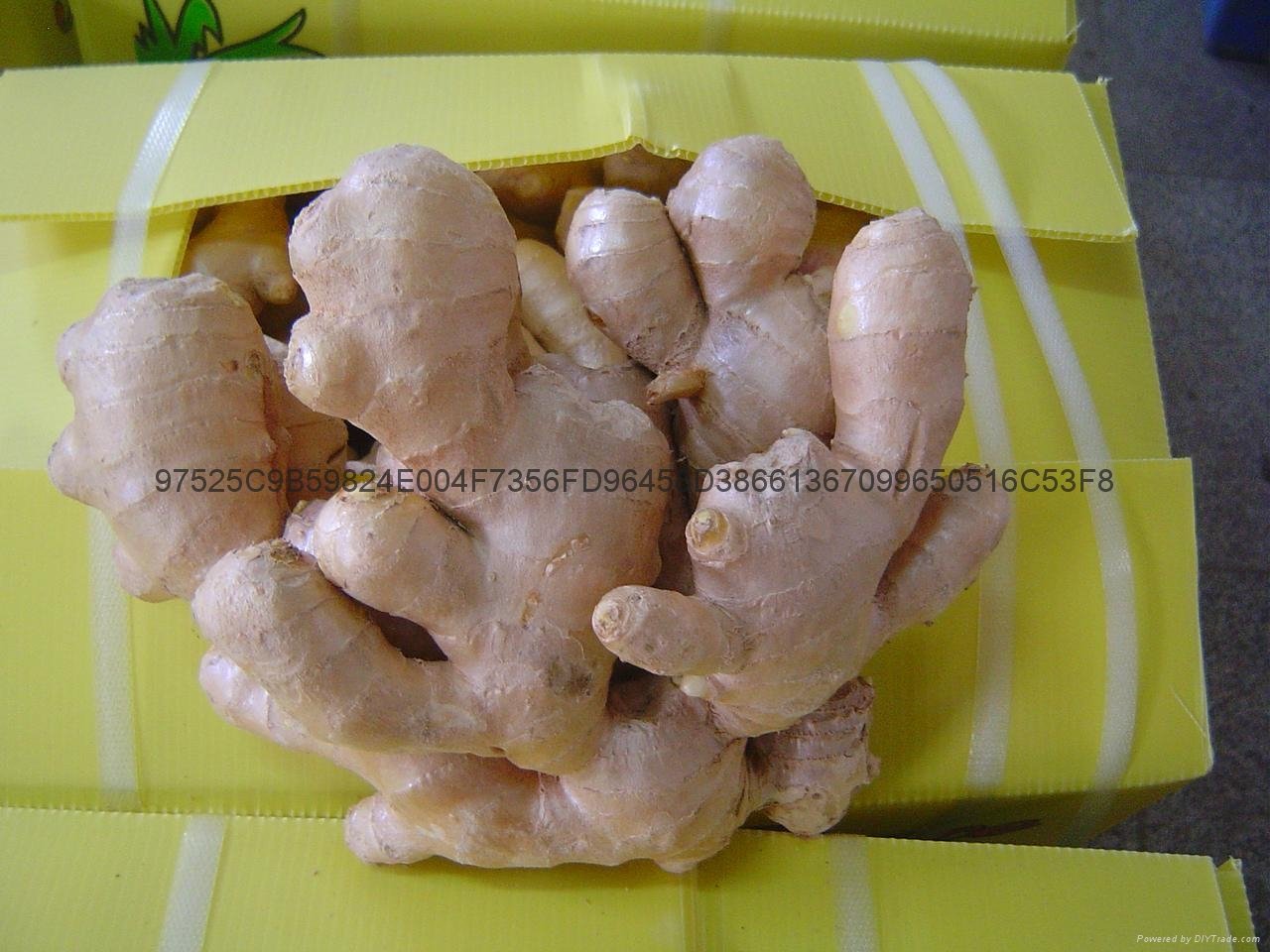 2022 AIR DRIED GINGER 12
