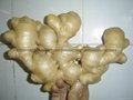 2023 AIR DRIED GINGER