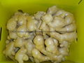 Chinese Jumbo  Fresh Ginger 5