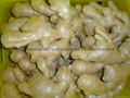 Chinese Jumbo  Fresh Ginger 9