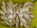 Chinese Jumbo  Fresh Ginger 2