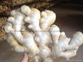 Chinese Jumbo  Fresh Ginger 10