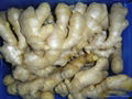 Chinese Jumbo  Fresh Ginger 11