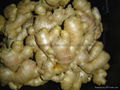 Chinese Jumbo  Fresh Ginger 13