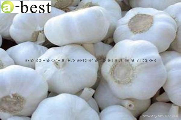 Pure white  fresh garlic 2